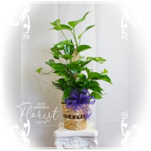 Potted green plant with glossy leaves in a woven basket, adorned with a purple bow, on a white pedestal against a draped white background.