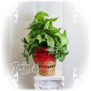 Potted pothos plant with glossy green leaves in a woven basket adorned with a red ribbon, displayed on an ornate white pedestal.