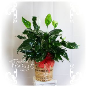 Potted peace lily plant with glossy green leaves in a woven basket garnished with a red bow.
