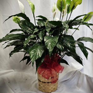 8" Peace Lily plant with a red bow, against a white backdrop.