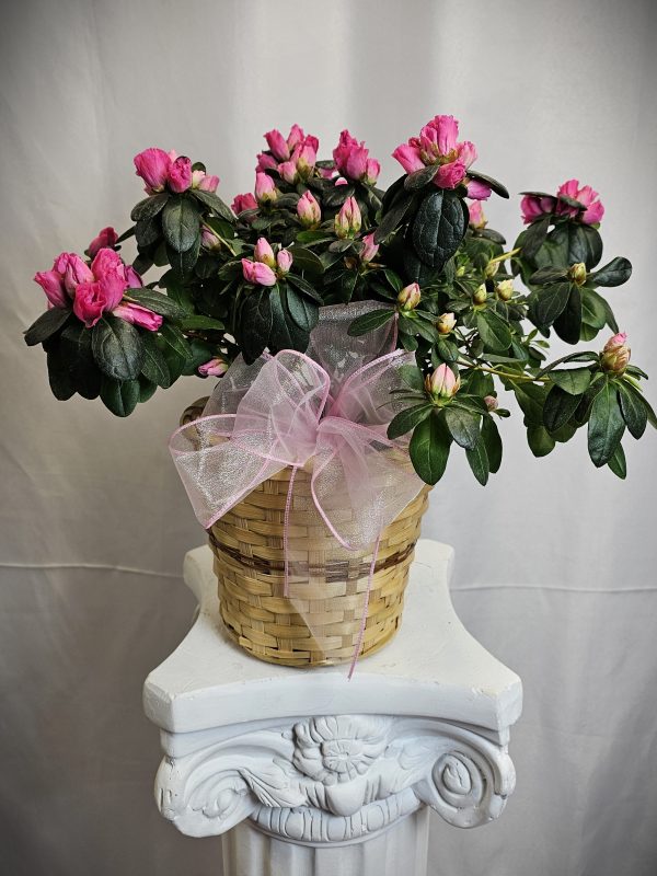 A potted 8" Peace Lily plant with a pink bow, displayed on a white pedestal.