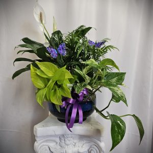 An assortment of green houseplants and a white flower in a blue pot, adorned with a purple ribbon, displayed on a white pedestal.