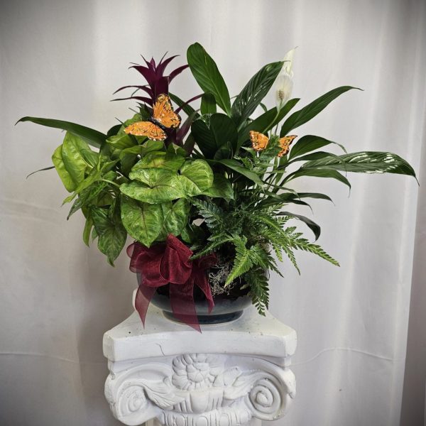 Arrangement of assorted green plants in a pot with butterfly decorations, placed on a white pedestal.