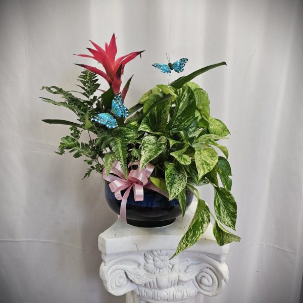 Ornamental indoor plant arrangement with a red bromeliad and variegated leaves, decorated with blue butterfly ornaments and a pink ribbon, presented in a dark blue pot on a white pedestal.