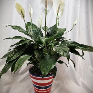 Potted peace lily plant with white blooms in a striped planter, taken with a galaxy s23 ultra.