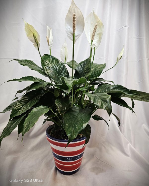 Potted peace lily plant with white blooms in a striped planter, taken with a galaxy s23 ultra.