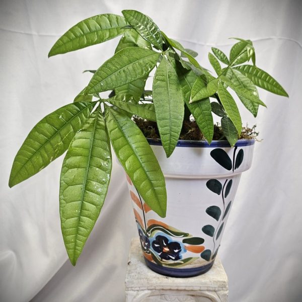 A potted money tree with glossy, green leaves in a white ceramic pot with colorful floral designs, set against a white backdrop.