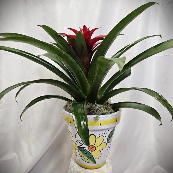 Bromeliad in Floral Ceramic Container