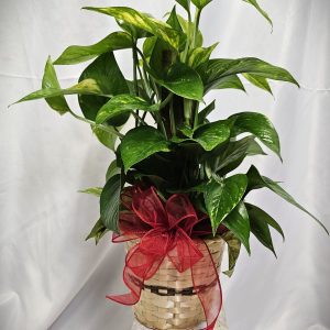 A potted green plant with long, pointed leaves sits in a white woven basket adorned with a red ribbon bow on the front, resembling funeral flowers. The background is white fabric.