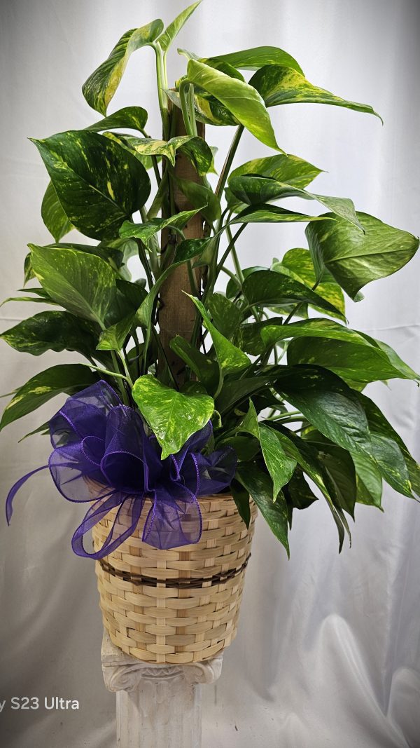 A potted green leafy plant with a tall stem, adorned with a purple ribbon, placed in a woven basket on a white background, makes for tasteful funeral flowers.