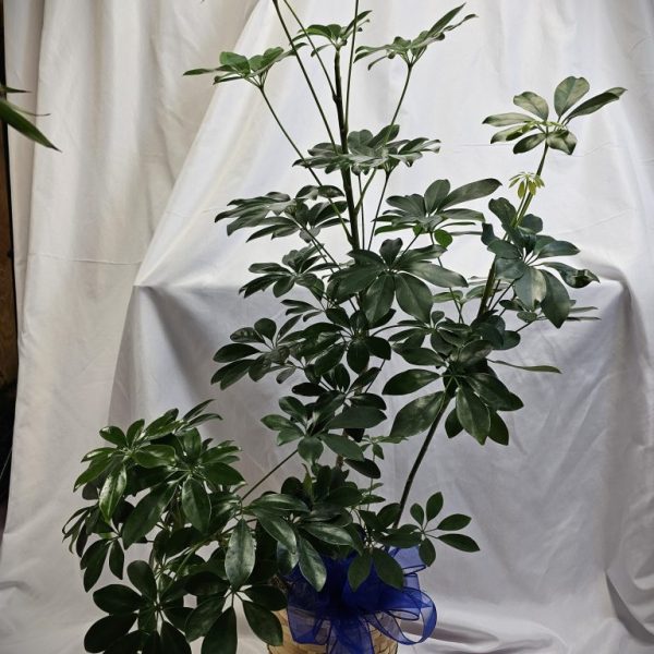 Schefflera Plant