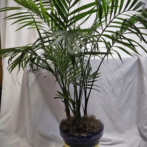 A potted palm plant with green fronds sits in a blue and yellow striped ceramic pot, placed against a white draped background.