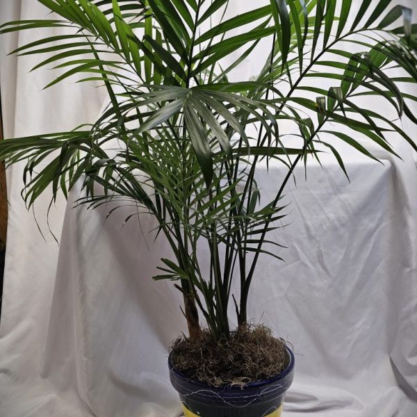 Neanthe Bella Palm Plant