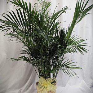 A green potted plant with long, narrow leaves is set against a white background. The pot is wrapped with a basket-like material and adorned with a yellow bow.