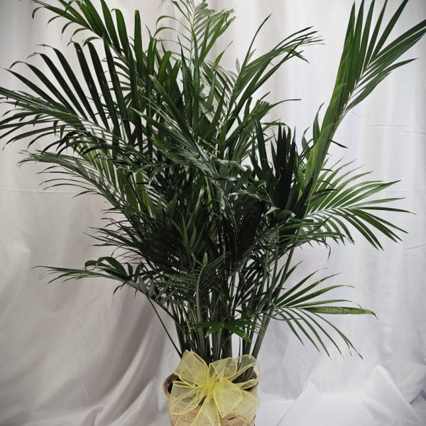 Tropical Areca Palm Plant