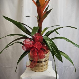 A potted plant with long green leaves and an orange flower, adorned with a red ribbon, sits atop a white decorative pedestal against a white background.