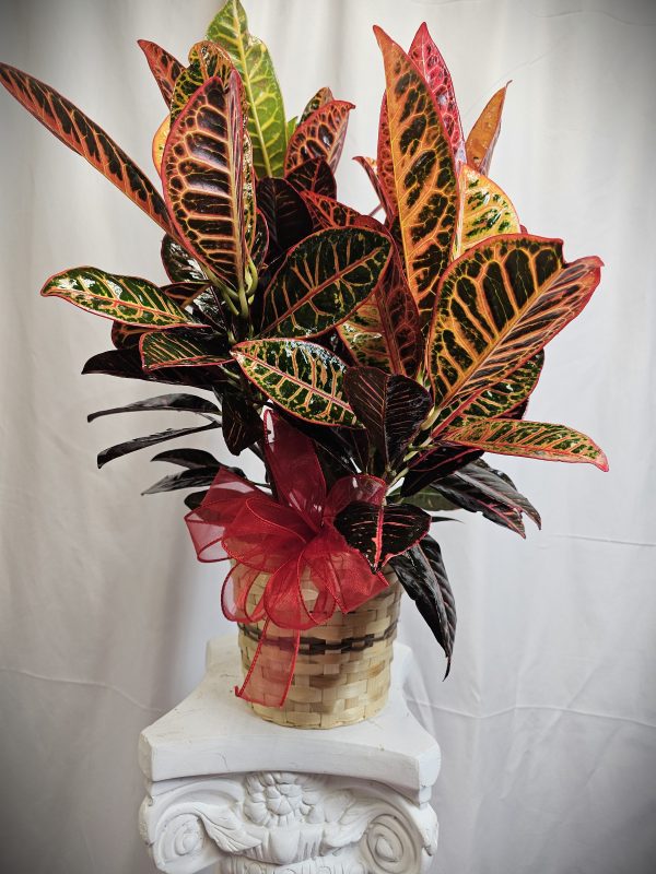 A potted croton plant with vibrant, multicolored leaves is displayed on a pedestal, adorned with a red ribbon.