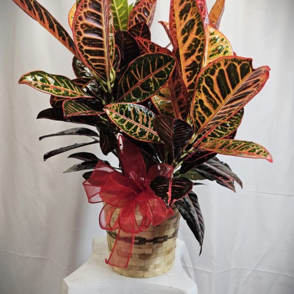 Croton Plant in Wicker Basket