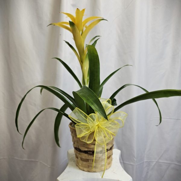 Gold Rush Bromeliad Plant