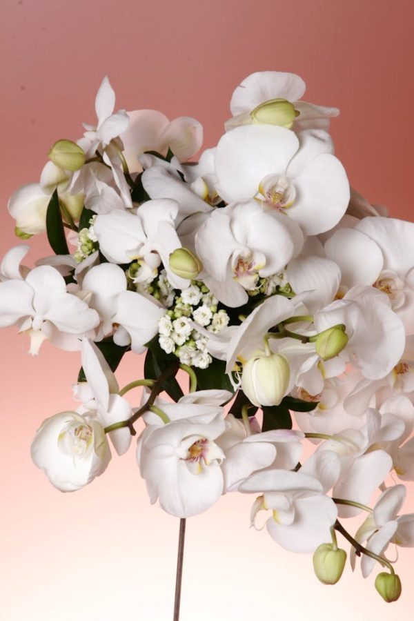Sympathy Orchid Delivery
