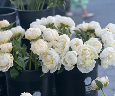 Order Sympathy Plants for Delivery