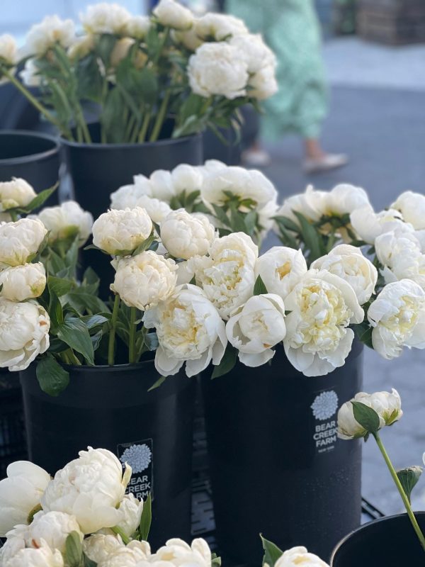 Order Sympathy Plants for Delivery