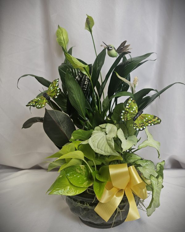 Small Green Dish Garden