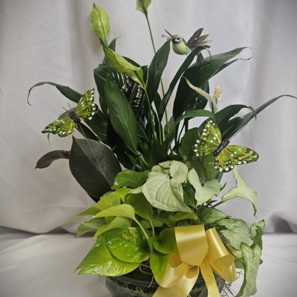 Small Green Dish Garden