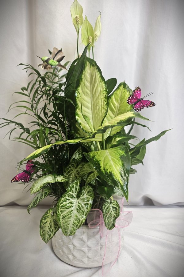 Medium White Dish Garden