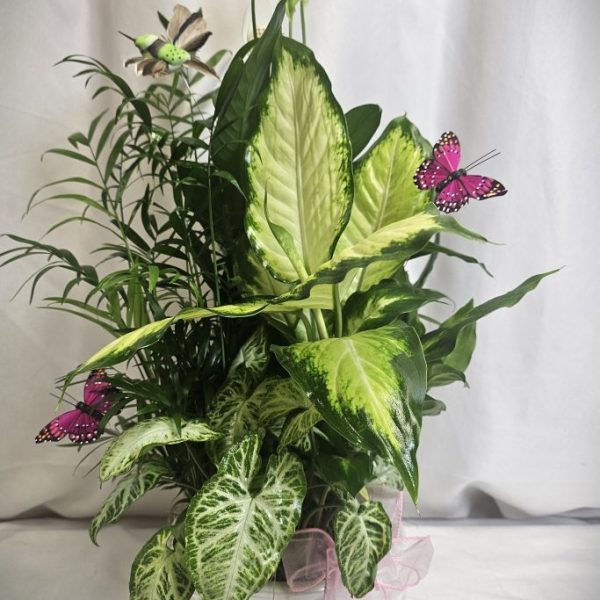 Medium White Dish Garden