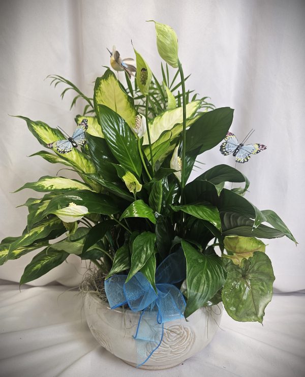 Large White Dish Garden