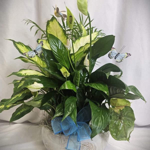 Large White Dish Garden