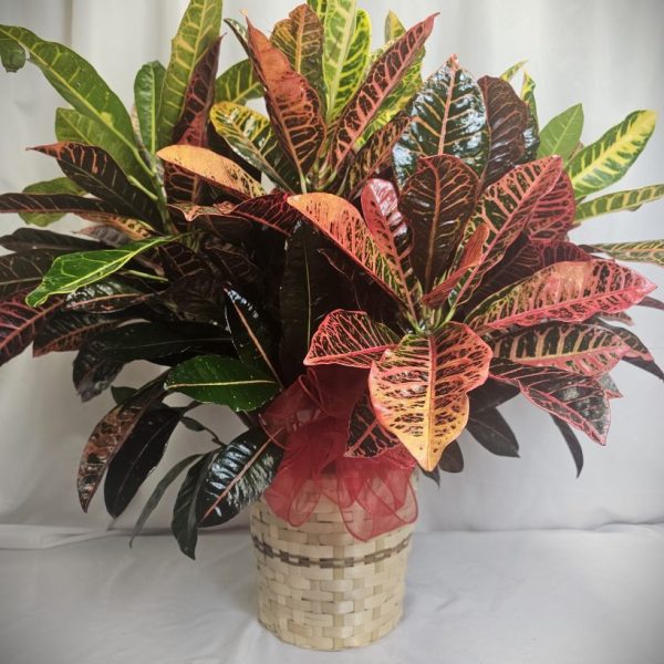 Croton Plant in Wicker Basket