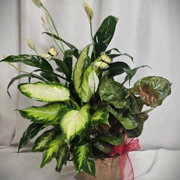 The Brown Ceramic Dish Garden