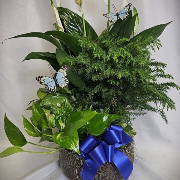 Dish Garden - Small Brown Bowl