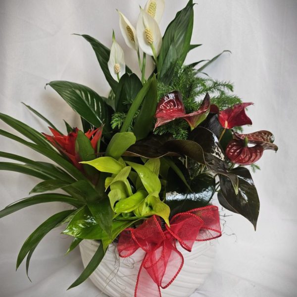 Dish Garden - Cream Bowl