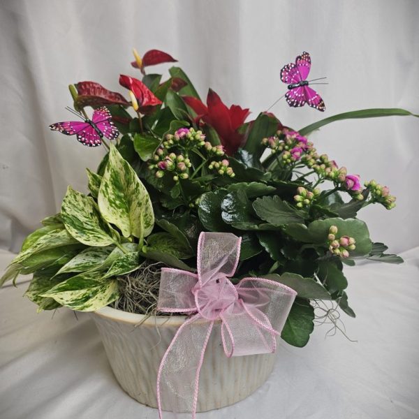 Medium White Ceramic Dish Garden