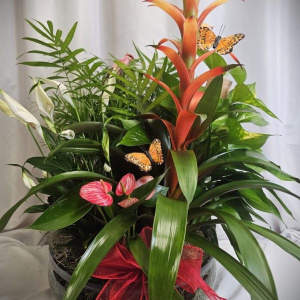Extra Large Bromeliad Dishgarden
